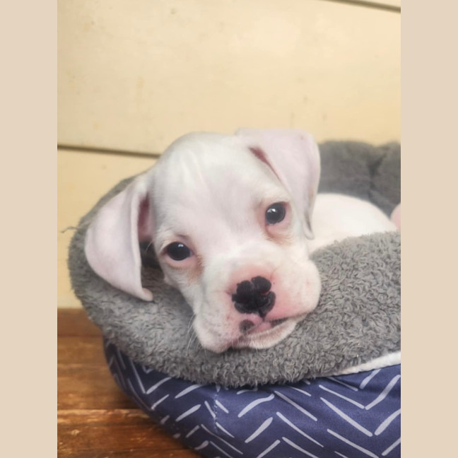 Photo of Jax 🐻🐾