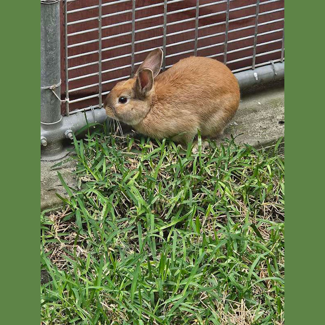 Photo of Basil