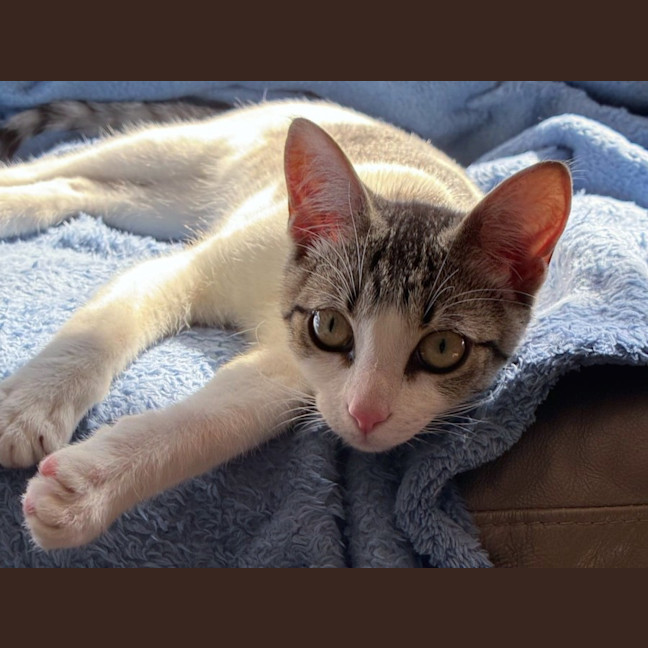 Photo of Simba