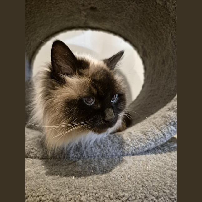 Photo of Fifi **2nd Chance Cat Rescue**