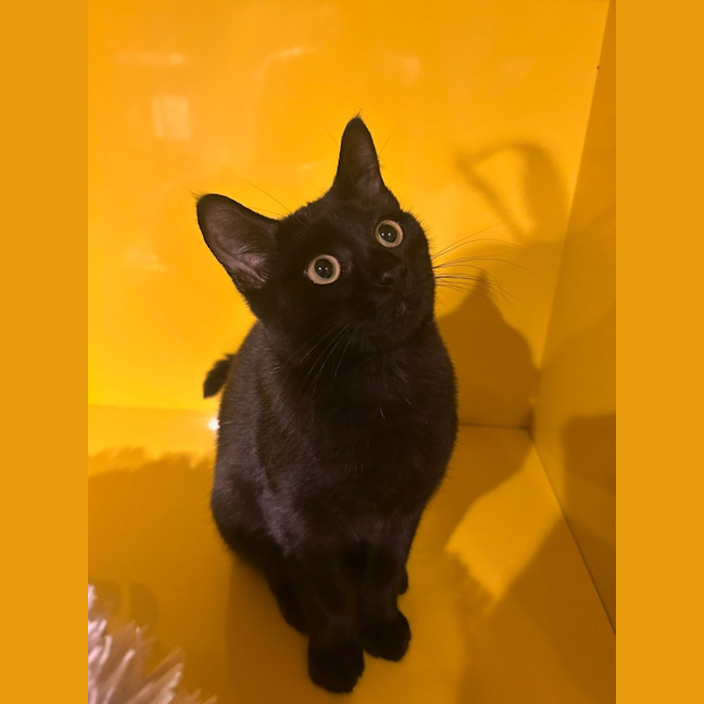 Photo of Binkus Mc Stinkus