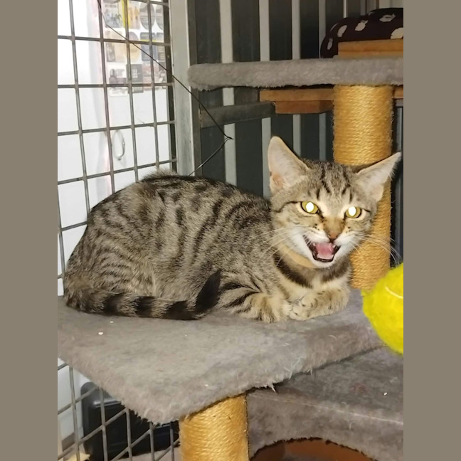 Photo of Ares