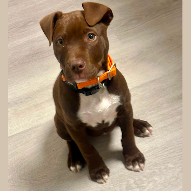 Photo of Jessie ❤️🐶