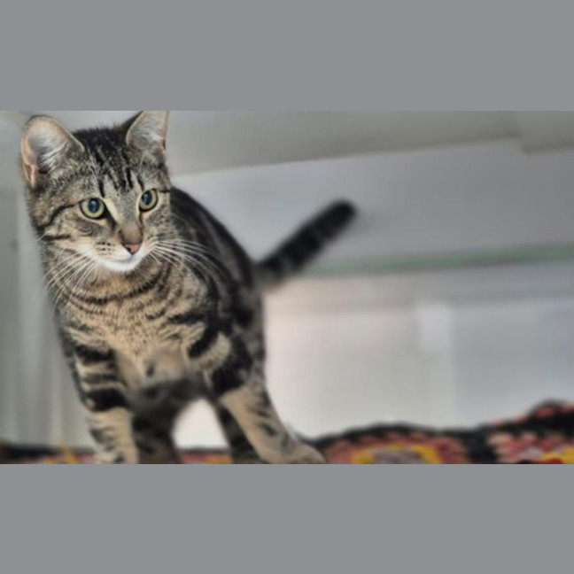 Photo of Nyx