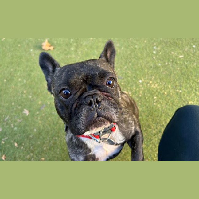Photo of Dolly