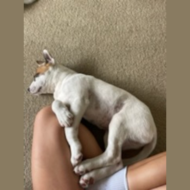 Photo of Tofu   4 Month Old Sharpei X Bull Mastiff