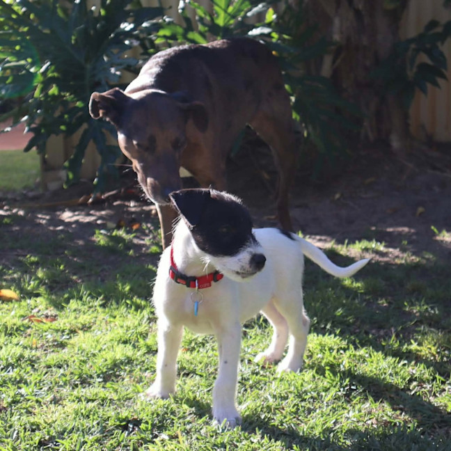 Photo of Bandit