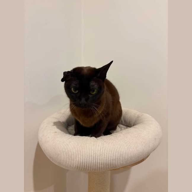 Photo of Cleopatra