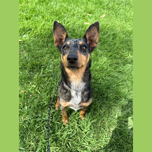 Photo of Lola
