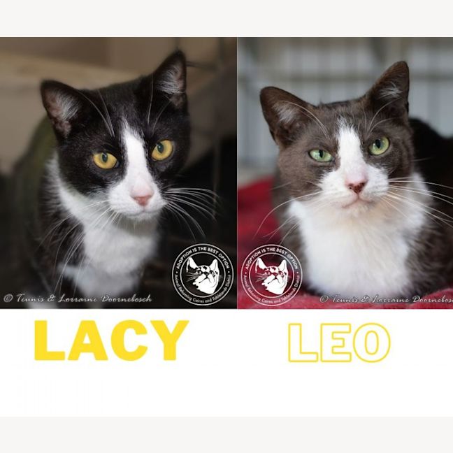 Photo of Leo And Lacy   Bonded Pair