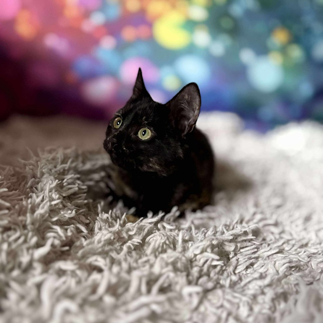 Photo of Vangel   Located In East Brunswick