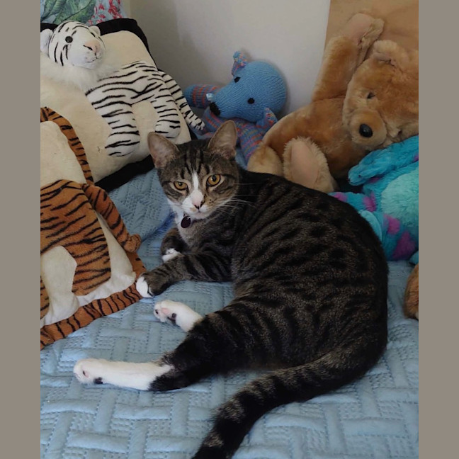 Photo of Chip