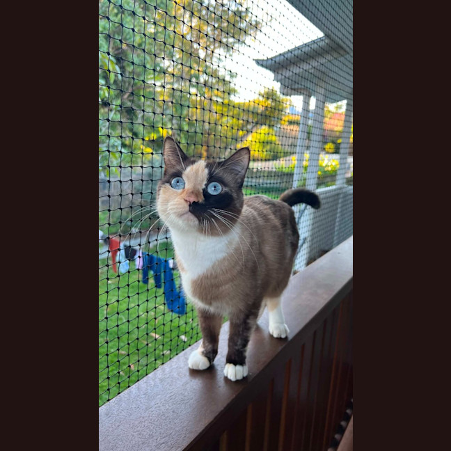Photo of Crumpet