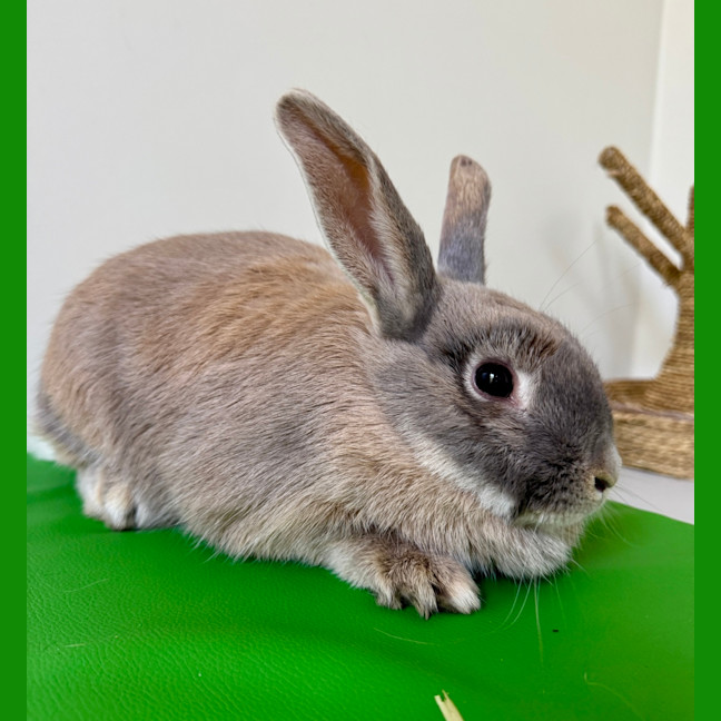 Photo of Bee (Bonded To Bumble)