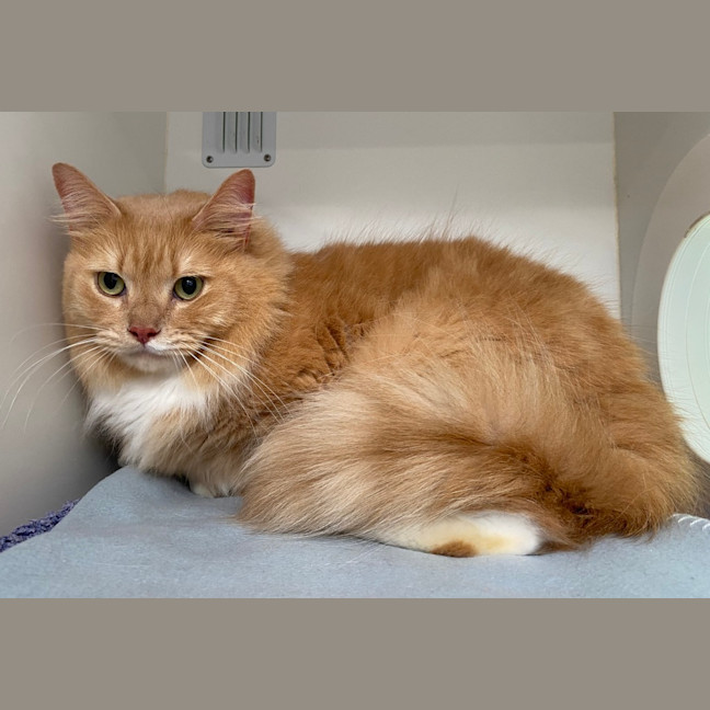 Photo of Whiskey