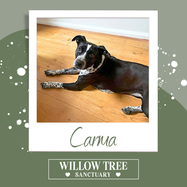 Photo of Carma
