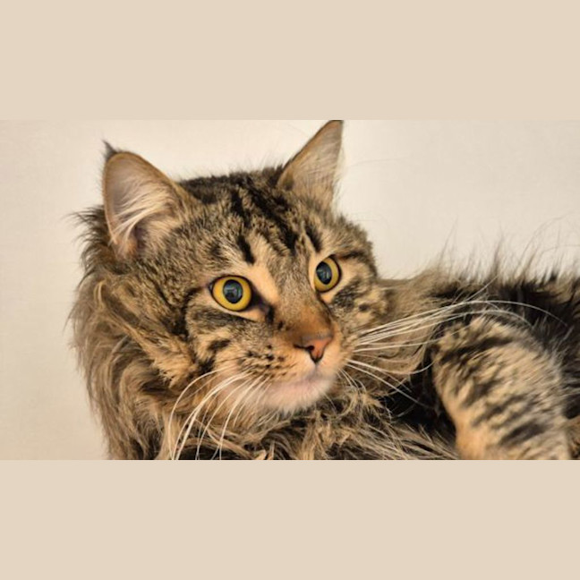 Photo of Pickles