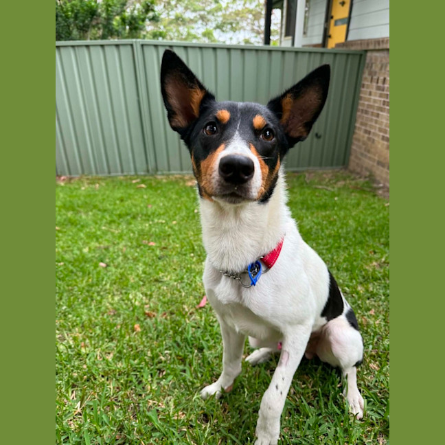 Photo of Sooky   1 Year Old Mini Foxie X