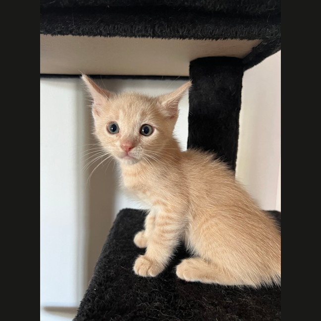 Photo of Baked Bean