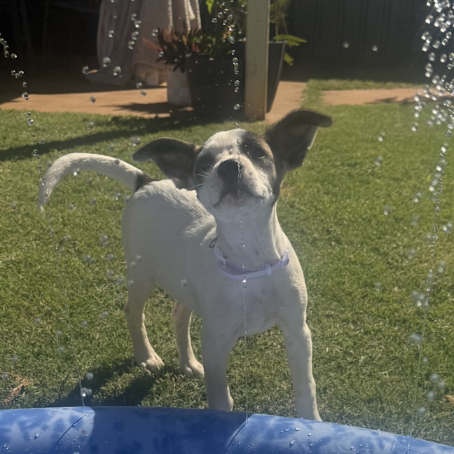 Photo of Rosie