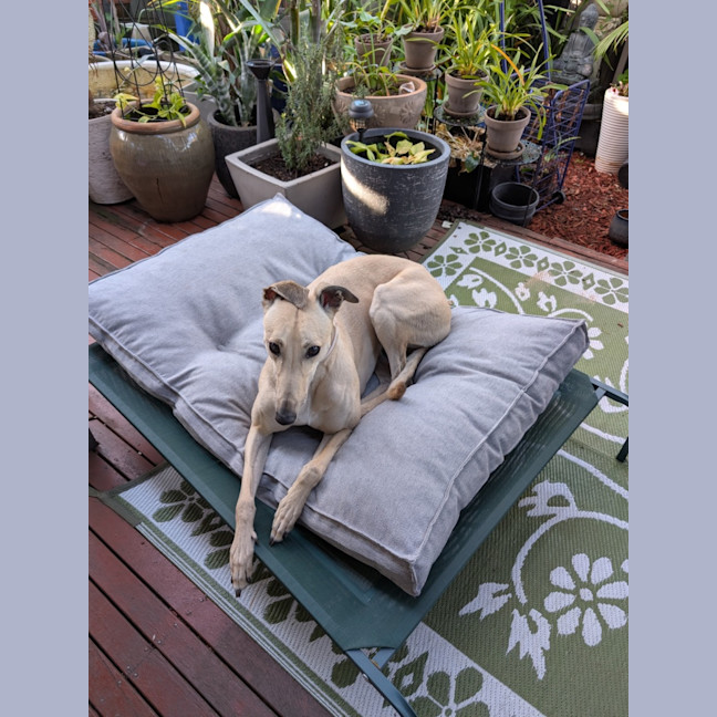 Photo of Blonde.  Nee Sharni 