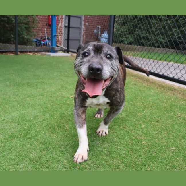 Photo of Dozer