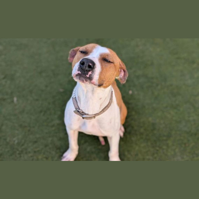 Photo of Maple 