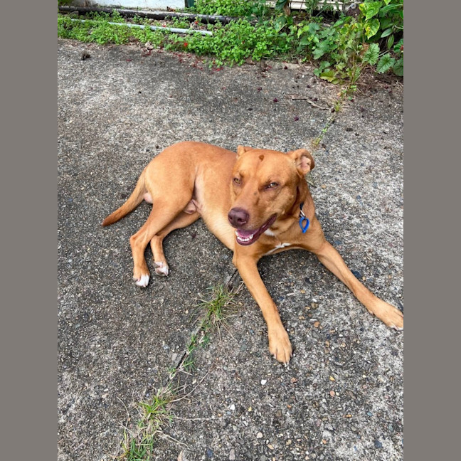Photo of Reggie *$350 Adoption Fee* 