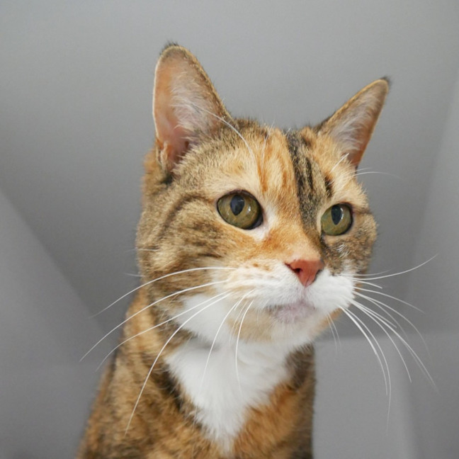 Photo of Honey Sta013008