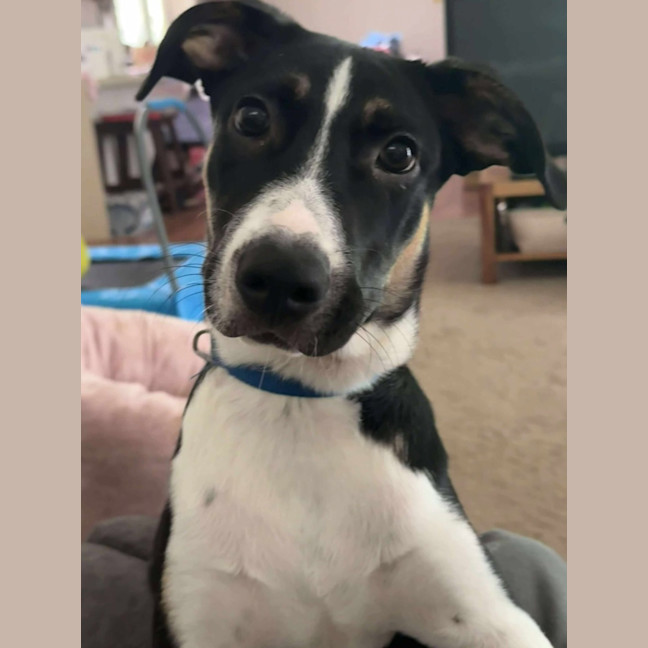 Photo of Apollo
