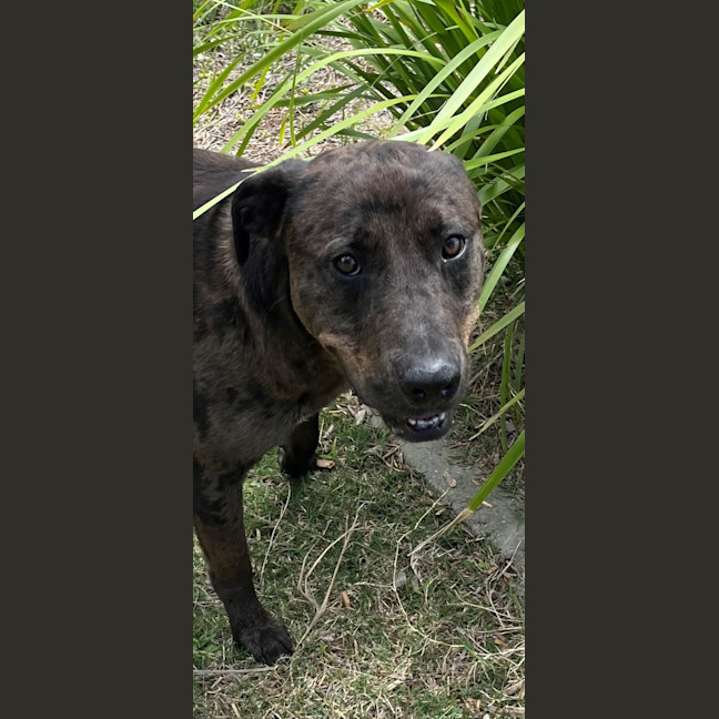 Photo of Boof (4848)