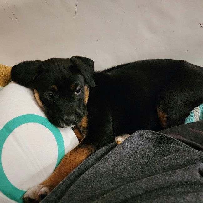 Photo of Poppie