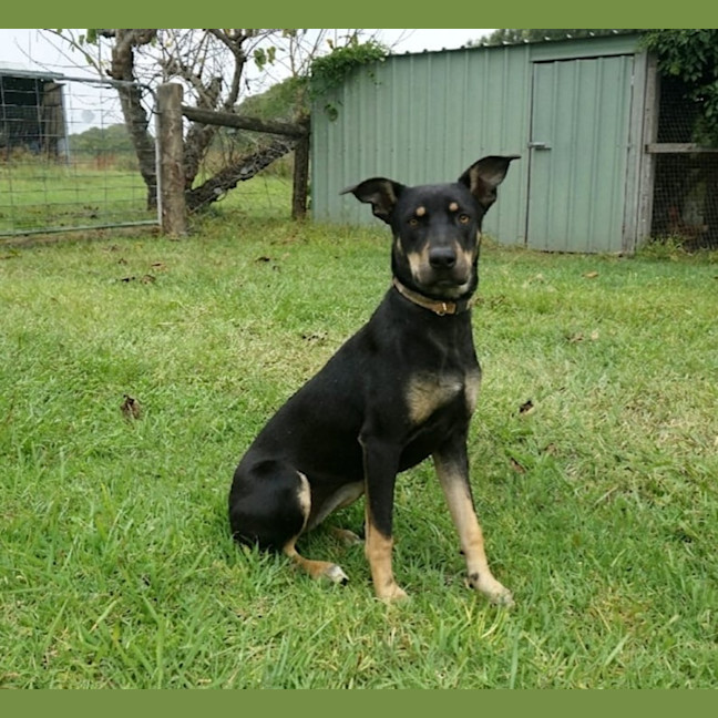 Photo of Nova