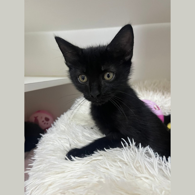 Photo of Jinx