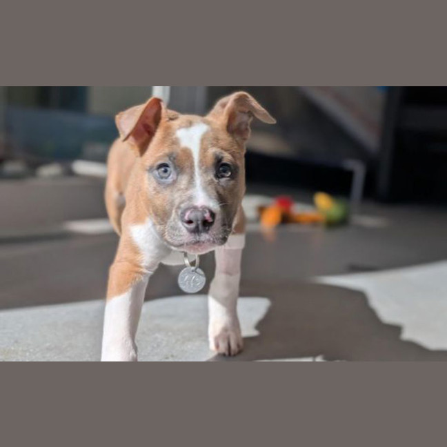 Photo of Plum
