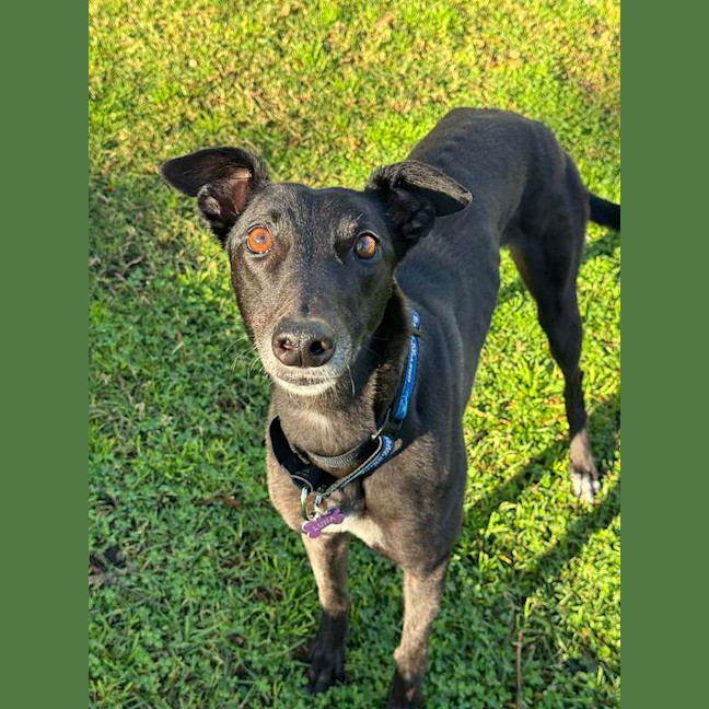 Photo of Luna