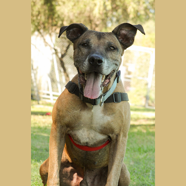 Photo of Diesel