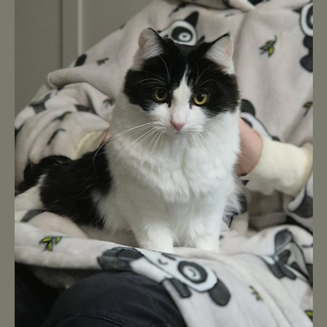 Photo of Piper