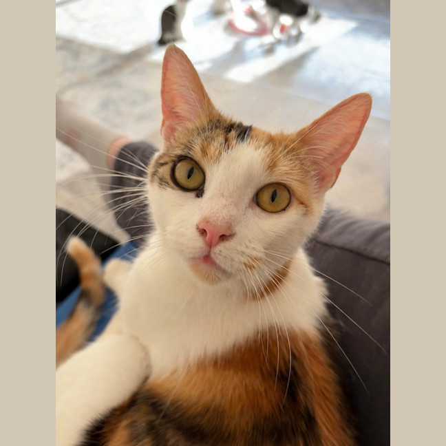 Photo of Annabelle