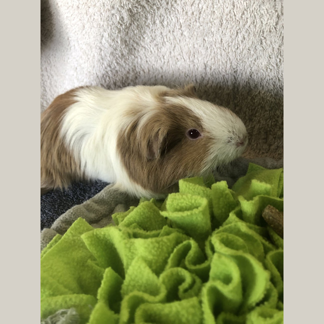 Photo of Whoop 
