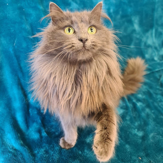 Photo of Tink
