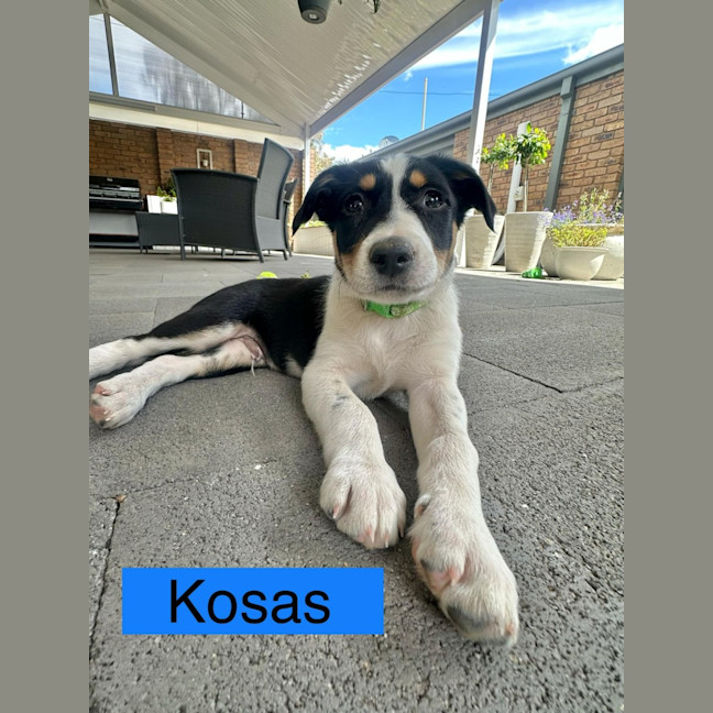 Photo of The Calandras Litter