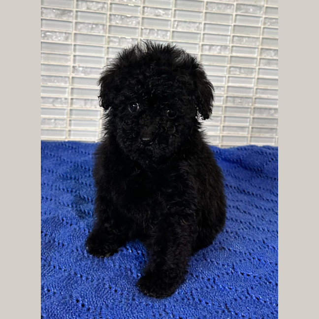 Photo of Tiny Tot
