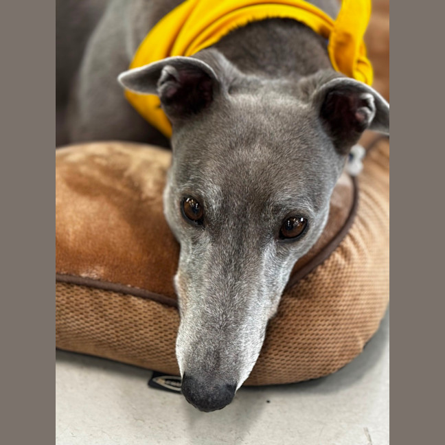 Photo of Winnie 