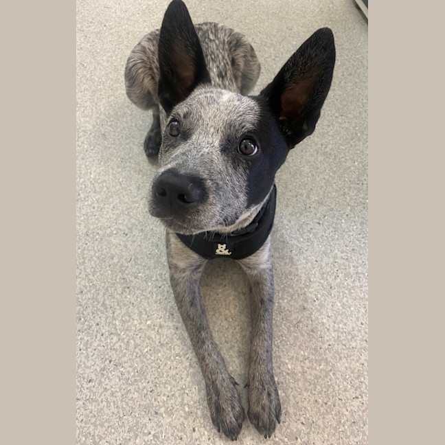 Photo of D1146 Bluey