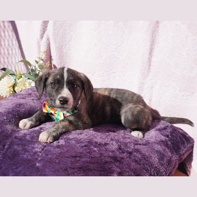 Photo of Lumi