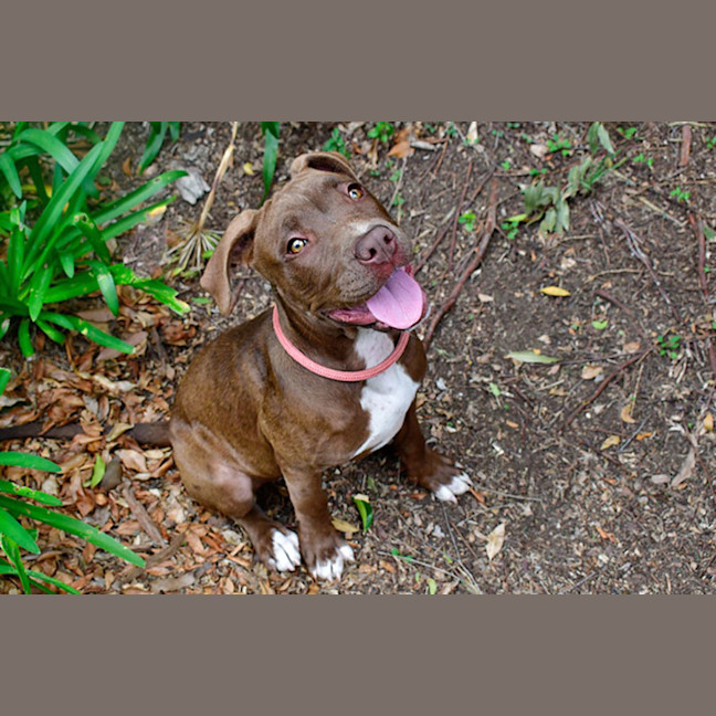 Photo of Butterscotch