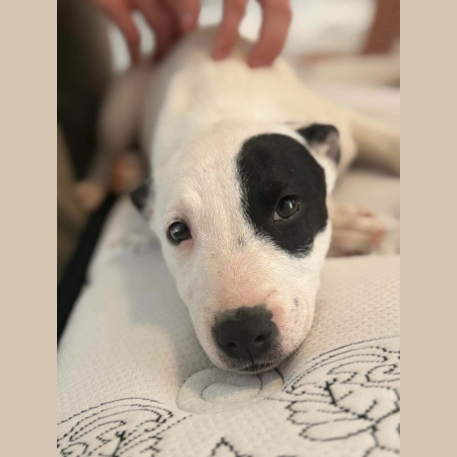 Photo of Evie