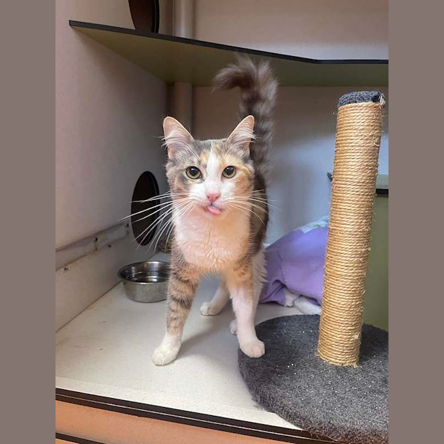 Photo of Clover
