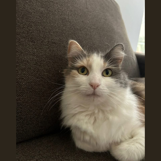 Photo of Bluebell